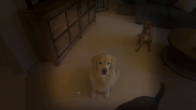 Apple Vision Pro: Taking Spatial Photos смотреть онлайн
