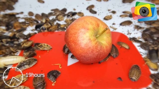COCKROACHES eating APPLE Time Lapse смотреть онлайн