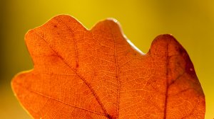 Золотая осень и атмосферное фортепиано - умиротворяющая осенняя медитация