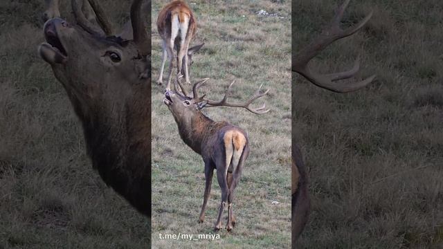 Дикая природа Крыма. Благородный олень смотреть онлайн