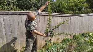 Прививка груши на боярышник. Прививка в расщеп.