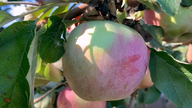 Apple 101: The most well-known fruit in the World/Kakabagyan Vlogs смотреть онлайн