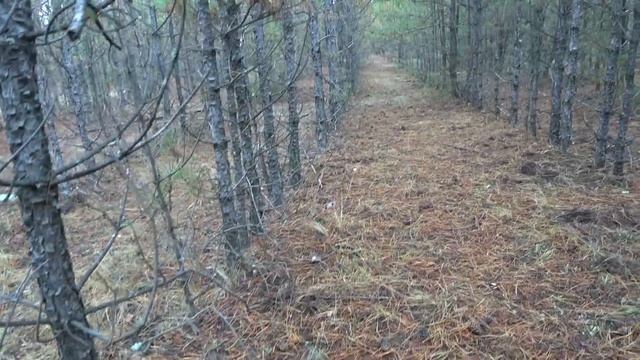 С грибами проблем нет 🌧🍄🍄🍄🌧 смотреть онлайн