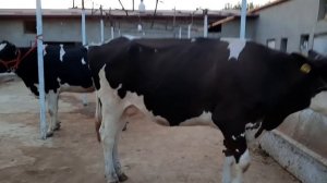 АРЗОНЧИ  АКАНИ   МОЛЛАРИ  АРЗОН  НАРХДА