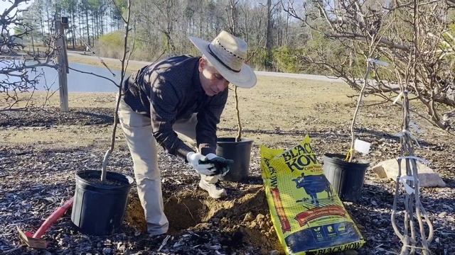 How to plant APPLES AND PEARS | FRUIT TREE PLANTING смотреть онлайн