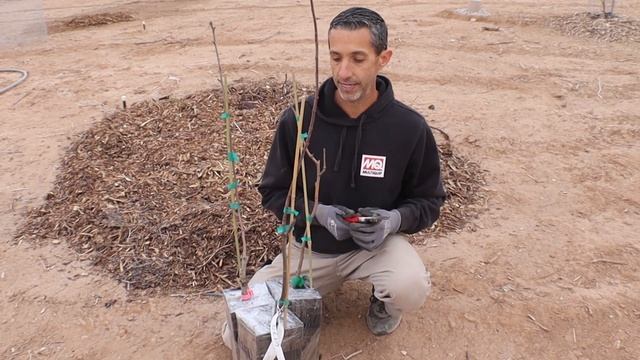 DFV | Planting Apples & Quince смотреть онлайн