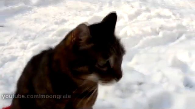 the Sled Riding Cat || Кот, который любит кататься на санках=) смотреть онлайн