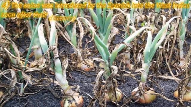 Quality of pesticide use on onion tree смотреть онлайн