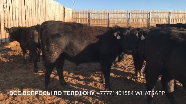 Бычки Ангуса 2019 года смотреть онлайн
