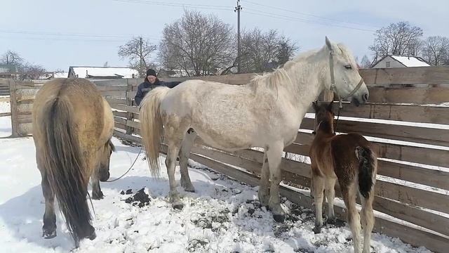 кобыла ещё в охоте смотреть онлайн