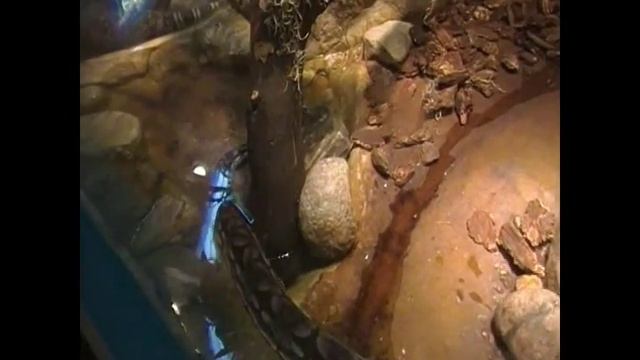 LINCOLN PARK ZOO (zoologico de chicago) смотреть онлайн