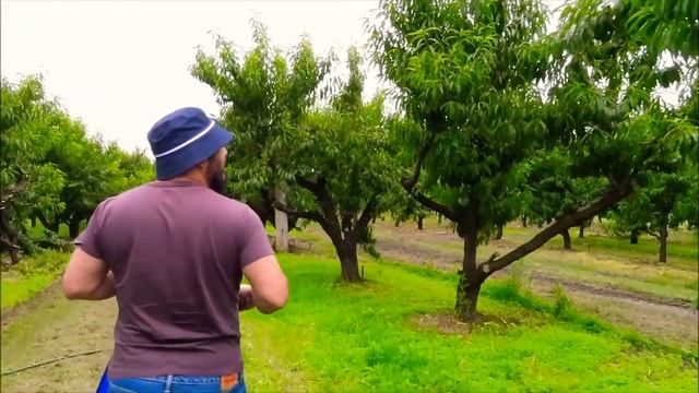PICK YOUR OWN FRUIT at Bilpin Fruit Bowl NSW - Vlog 4, 2021 смотреть онлайн