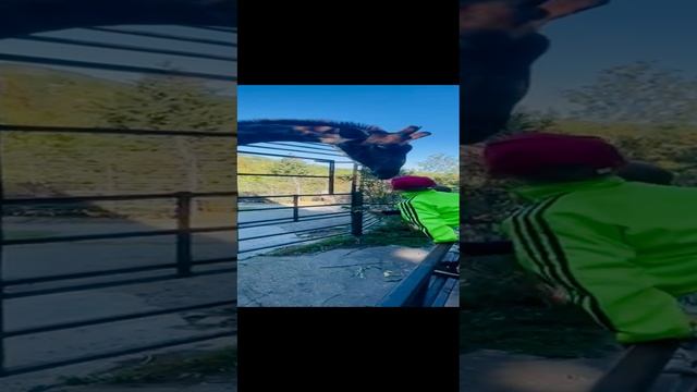 13-10-2024 жираф большой! Ему видней!