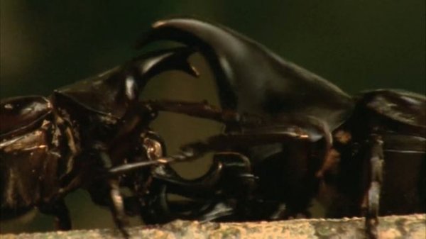 VAHŞİ SERÜVEN 1. BÖLÜM | 4K HAYVAN BELGESELİ