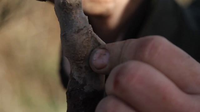 How to plant an apple tree REALLY well смотреть онлайн