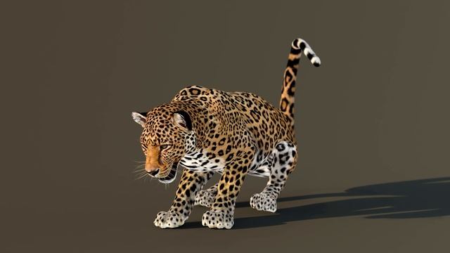 Leopard 3d Model Lay Down And Rolling Animation смотреть онлайн