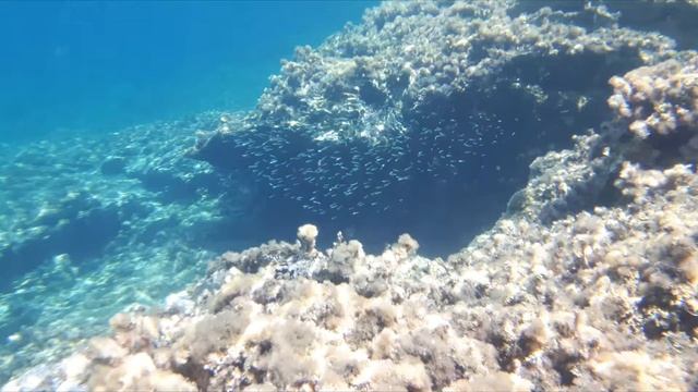 Lagomandra underwater смотреть онлайн