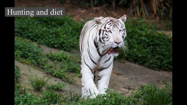 Tiger - Life defined смотреть онлайн