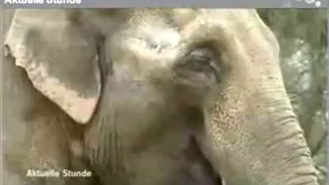 Sonim XP1 - Elephant Test смотреть онлайн