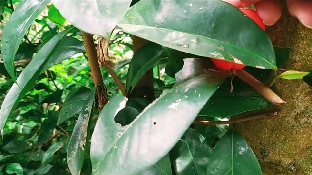 Collect fruit and vegetable toys Eggplant Mangosteen Srikaya Starfruit Red Apple Grape Orange Carro смотреть онлайн