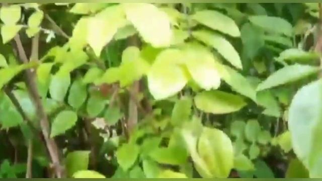 365 நாளும் காய்க்க, பூக்க இந்த செடிகள உடனே வைக்கலாம்.. смотреть онлайн