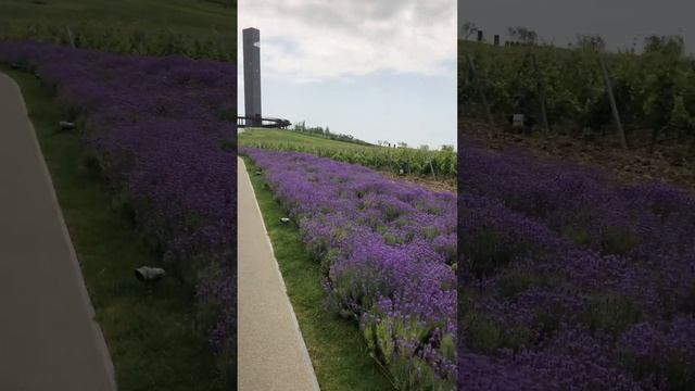 Лаванда, Винный парк Mriya Resort & Spa, отель Мрия, Крым️