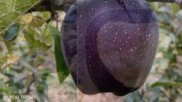 Dunya Ka Mehnga Tareen Black Diamond Apple смотреть онлайн