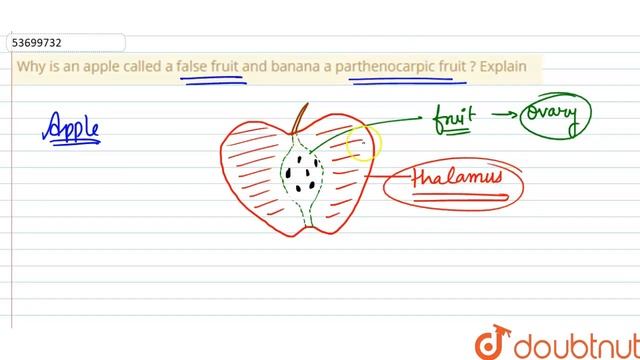 Why is an apple called a false fruit and banana a parthenocarpic fruit ? Explain смотреть онлайн