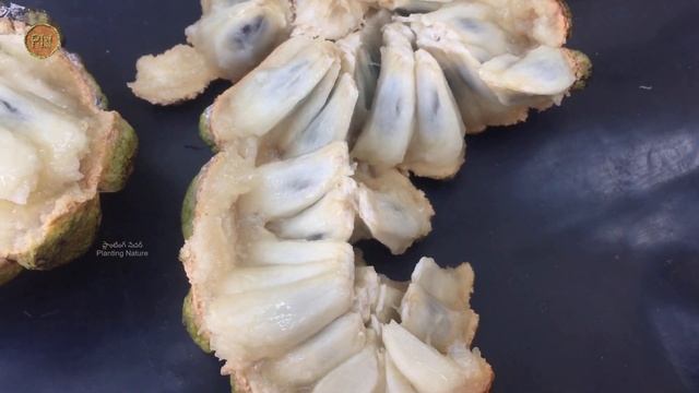 Custard Apple /Sugar Apple (Annona squamosa) Full Info смотреть онлайн