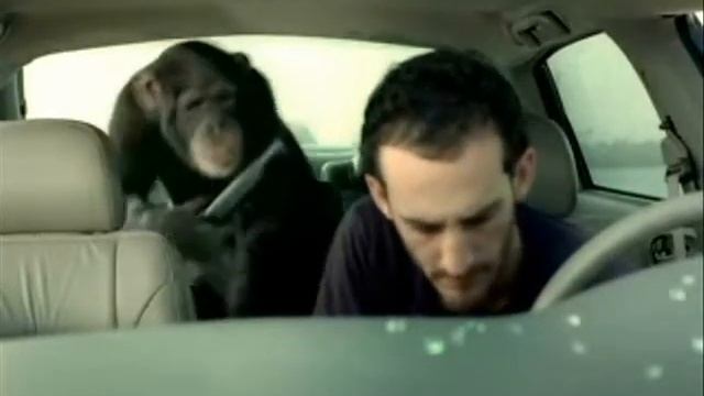 Смешная обезьяна смотреть онлайн