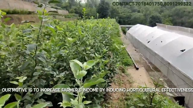 Apple Plants |Apple Farming| Best Quality|Hot Area Apple Grafted plants|Sharma Biotech| смотреть онлайн
