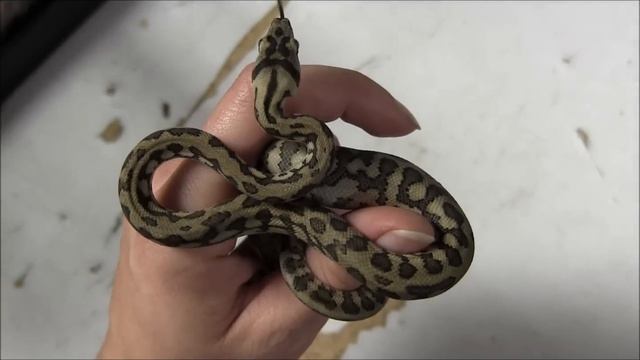 Baby Jungle Jaguar Carpet Pythons смотреть онлайн