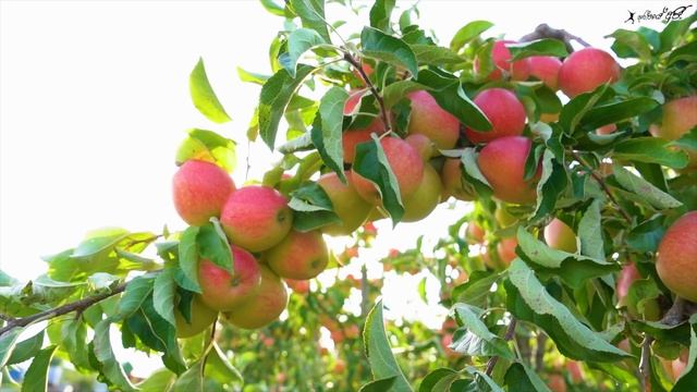 ජර්මනියේ 🇩🇪 ඇපල් 🍏 කඩන ලංකාවේ 🇱🇰 කොල්ලෝ | Apple Fields in Germany смотреть онлайн