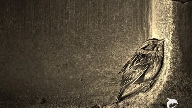 Rain- The Silver Apples of the Moon смотреть онлайн