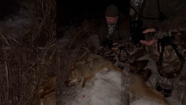 Охота на шакала. Луна взошла чуть позже и сразу охота состоялась. смотреть онлайн