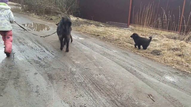 В лес не пойдем, но по дорожке точно погуляем. П-к Монголдог.