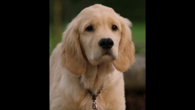 Air Buddies ~ Bad Apple смотреть онлайн