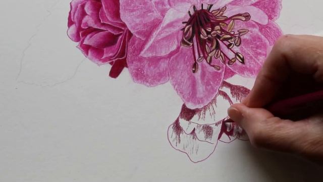 Drawing an Apple Blossom with Colored Pencils смотреть онлайн