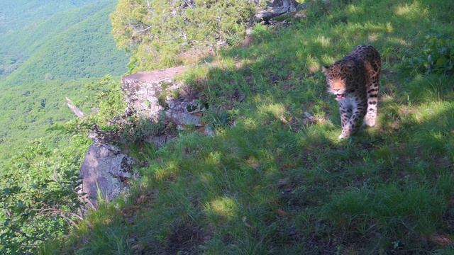 Земля леопарда. История спасения, Приморский край смотреть онлайн