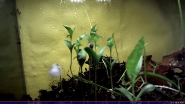 Timelapse Growing Apple Trees from Seeds