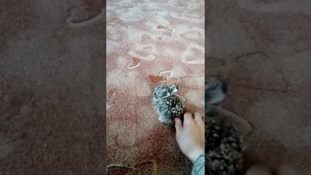 Поймали маленького зайчонка