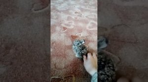 Поймали маленького зайчонка