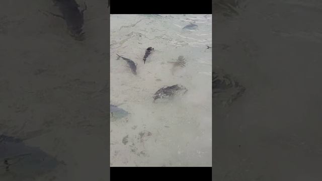 Акулы на Мальдивах