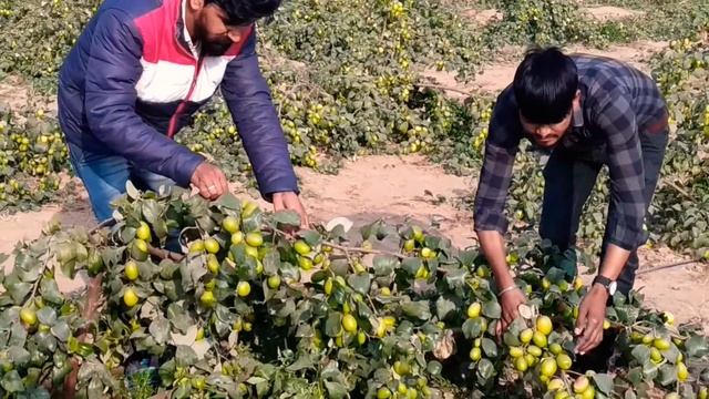 Thai apple ber shiv shankar krishi farm jaipur Rajasthan смотреть онлайн