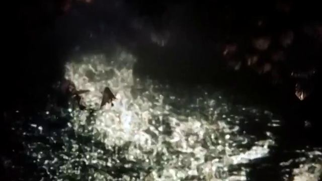 _Ёжик в Тумане_ трейлер_Hedgehog in the Fog trailer (SevenEleven production) смотреть онлайн
