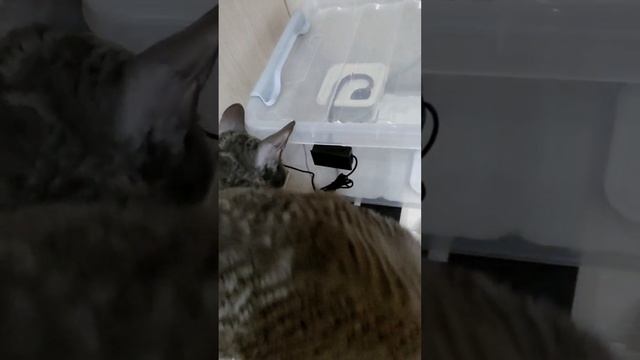 Кошка и змея! смотреть онлайн