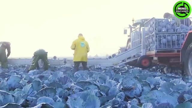 The Most Modern Agriculture Machines That Are At Another Level , How To Harvest Bananas In Farm ▶2 смотреть онлайн