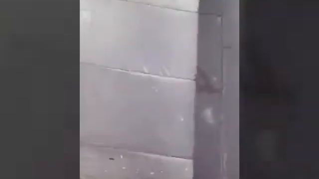 Бонстики в Могилеве/Фестиваль Бонстиков