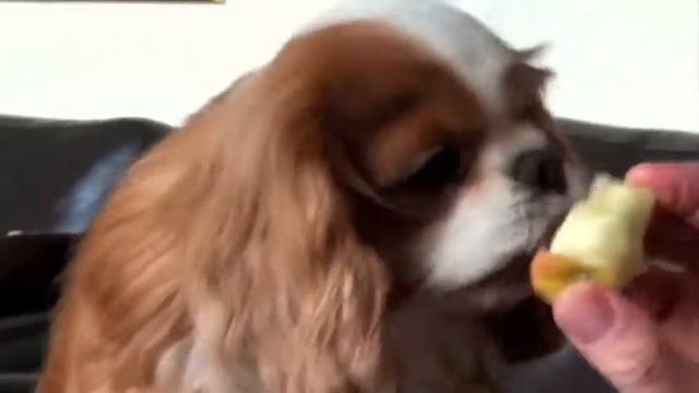 cavalier king charles dog eats apple смотреть онлайн