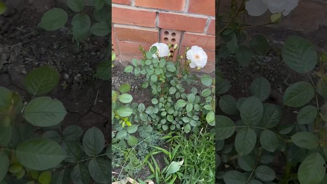 Зацвела Новая Белая Роза «Айсберг»